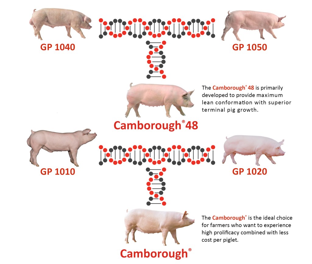 PIC Breeding and CHM Program - PIC Phillippines
